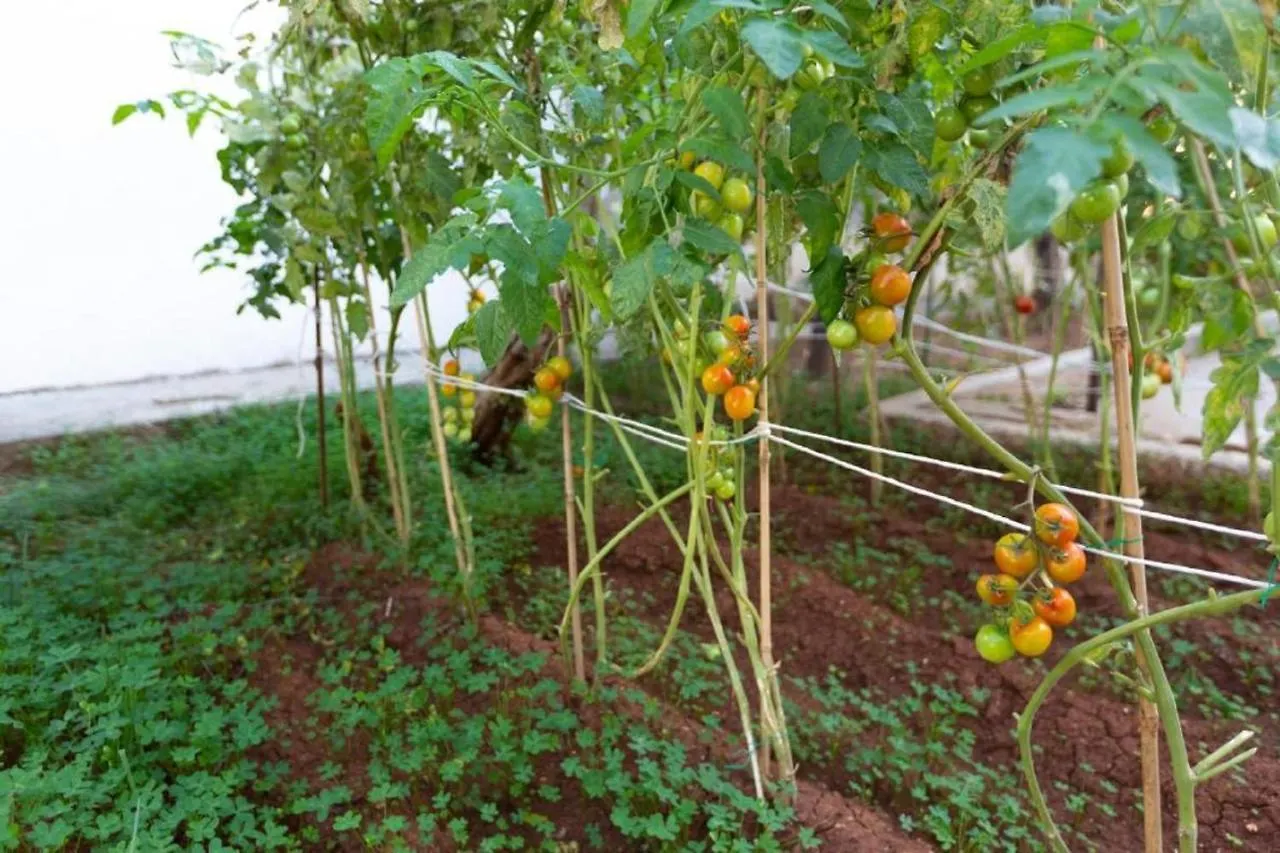 Laila'S Cozy Garden House & Studio Larnaca Cyprus